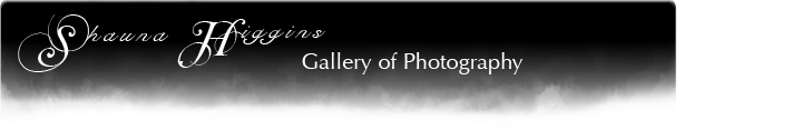 Shauna Higgins Gallery of Photography
